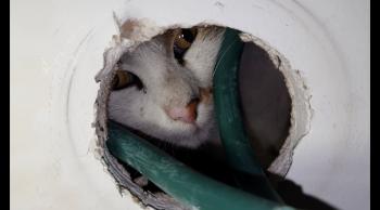 إنقاذ قطة علقت 3 أيام بأنابيب لصرف مياه المطر في لبنان